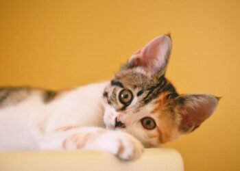 Tricks to Organize Your Perfect Trip